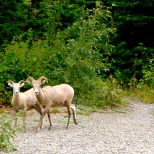 ::long horned sheep, at our campsite!::