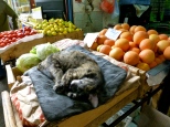 ::cat in fruit::