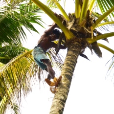 Cutting down coconuts