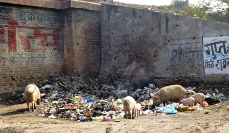 ::pigs and trash::
