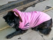 ::this is the meanest dog you'll ever see wearing a pink dinosaur hoodie::
