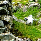 ::i love finding the hiding sheep::