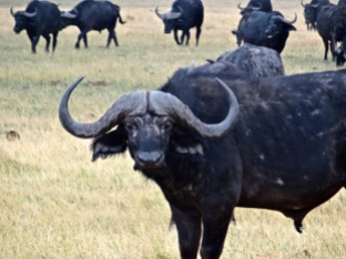 ::buffalo, or george washington reincarnate?::