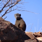 ::there are sporadic signs of baboon life along the way::