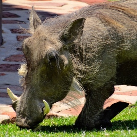 ::warthogs on the property::