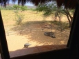 ::warthog and guinea fowl outside our "window"::