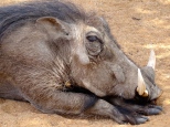 ::loads of warthogs on the property;: